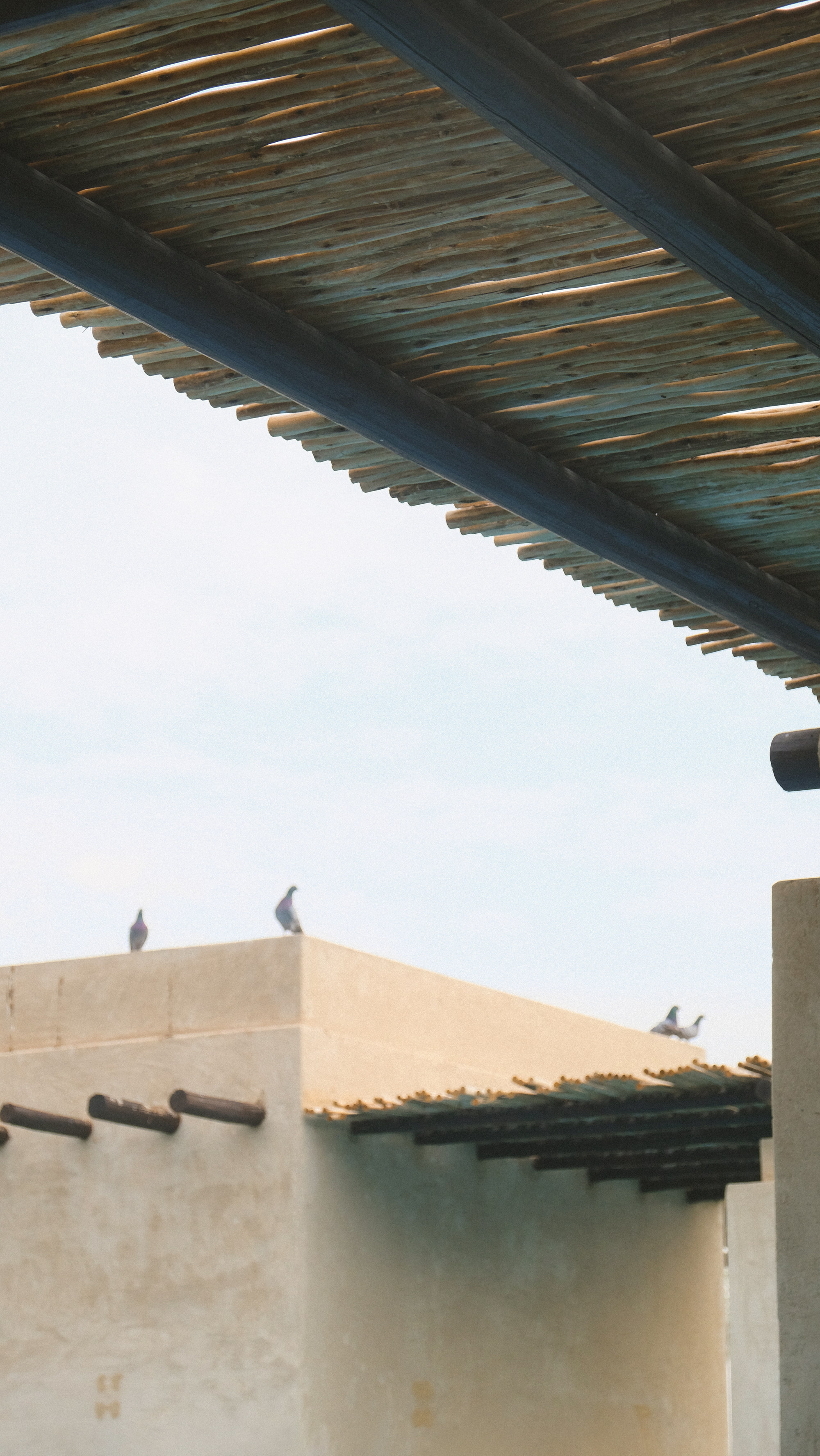 Pigeons on the roofline, midday