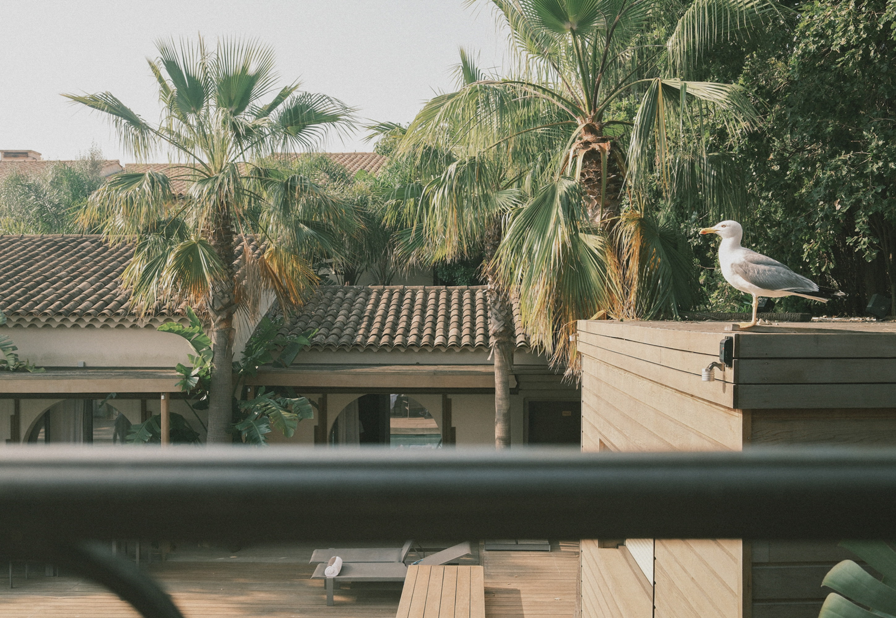 A gull holds the roofline, palms pressing in from both sides